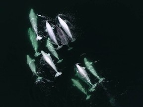 A narwhal is shown swimming with a group of beluga whales in this undated handout photo. The head of a marine research group says a young narwhal that has been spotted swimming with belugas in the St. Lawrence River appears to be just another member of the pod.