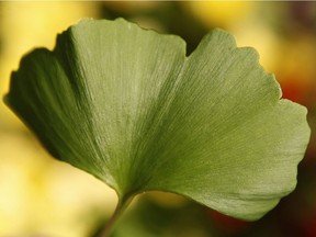 A ginkgo leaf from a tree is seen in Nashville, Tenn., April 21, 2009. A new study shows herbal supplements may not be all they are cracked up to be. Testing showed many contained undisclosed fillers, contaminants and some contained none of the substance they were purported to be. THE CANADIAN PRESS/AP/Mark Humphrey ORG XMIT: CPT115