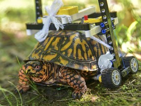 In this Sept. 6, 2018 photo provided by the Maryland Zoo, a wild turtle with a broken shell gets around on a wheelchair made of Legos while on the mend at the zoo in Baltimore. News outlets reported that veterinarians had performed surgery on the grapefruit-sized eastern box turtle found in July with fractures to the underside of his shell.  (Sinclair Miller/The Maryland Zoo via AP) ORG XMIT: NYCD301