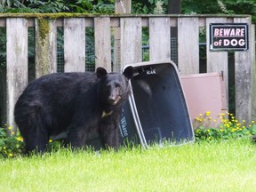 A black bear looks up from rifling through the garbage in the front yard of a home in Juneau, Alaska.