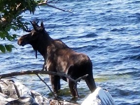 In this Saturday, Sept. 1, 2018, photo provided by Bernadette Toth a moose stands in Lake Champlain in South Hero, Vt. Wildlife officials say the animal had crossed the lake and made it to shore, but went back in the water, after likely feeling threatened by onlookers, and drowned.