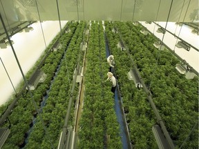 Staff work in a marijuana grow room that can be viewed by at the new visitors centre at Canopy Growths Tweed facility in Smiths Falls, Ontario on Thursday, Aug. 23, 2018. Ontario has signed supply agreements with six more licensed cannabis producers, bringing the total to 32, along with 12 accessories suppliers.