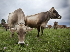 Brown Swiss cows eat a variety of plants from the organic pasture at Fromagerie Au Gre Des Champs, in Saint-Jean-sur-Richelieu.