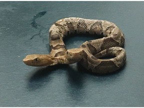 This Sept. 20, 2018 photo provided by the Wildlife Center of Virginia shows a two-headed Eastern Copperhead snake at the center in Waynesboro, Va. The center says the snake was found in a northern Virginia neighborhood. (Wildlife Center of Virginia via AP) ORG XMIT: NYAG601