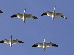 Snow geese fly in formation toward a farm field Friday, Dec. 8, 2017, near Conway, Wash., where they spend the winter after migrating from their nesting grounds in Siberia and Alaska. The Skagit Valley area is one of their major wintering grounds, with more than 50,000 birds typically wintering over between November and early spring.