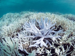 This March 2016 photo shows coral bleached white by heat stress in New Caledonia. Coral reefs, unique underwater ecosystems that sustain a quarter of the world's marine species and half a billion people, are dying on an unprecedented scale.