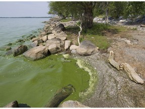 MONTREAL, QUE.: AUGUST 18, 2015 -- Blue-green algae in Philipsburg, Qc. on Lake Champlain very near the Vermont border south of Montreal Tuesday, August 18, 2015. The algae has been a problem on Lake Champlain, around the area for more than a decade. Now it appears to be a growing problem across Quebec.