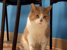 Sundae, a cat lost by a family in Trois-Rivières, was the subject of a court case after the SPA allowed another family to adopt him and then refused to give their contact information to the original family.