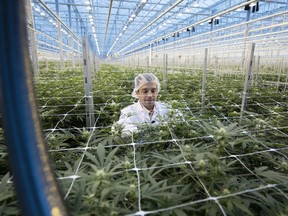 Product knowledge expert Guy DeGrace inspects plants in the Hexo Corp. cannabis greenhouses in Gatineau on Thursday October 11, 2018.