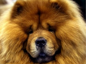 The chow chow, similar to the dog seen here in a file photo, was made pregnant by the encounter and claims were made for vet fees to end the pregnancy.