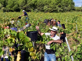 Grapes are harvested manually in September 2018 at the Château Massamier la Mignarde vineyard in France’s Minervois region, where wines are produced without sulphites. Organic agriculture is the minimum standard for producers represented at the Raw Wine fair.