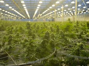 Cannabis plants are seen during a tour of a Hexo Corp. production facility, Thursday, October 11, 2018 in Masson Angers, Que.
