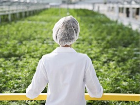 An Aphria worker look out over a crop of marijuana.