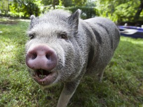 This is not the pig who escaped. And no, we're not implying that all pigs look alike.