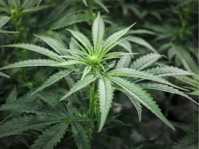 Marijuana plants are shown at a cultivation facility in Olds, Alta., Wednesday, Oct. 10, 2018.