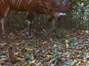 The lowland bongo, known as the world's largest antelope, has been spotted after years of hiding in the heavily forested areas of the African rainforest. Known for being timid and easily frightened, they are often isolated and travel alone.