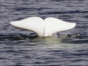 A beluga whale shows his tail in the St. Lawrence River near Tadoussac, Que., Monday, July 24, 2006. Researchers say belugas in the St. Lawrence River who are already dealing with a host of problems infiltrating their ecosystem have yet another parasite to contend with — this one likely helped along by the common house cat.