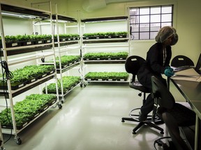 On Tuesday, the day before recreational pot is legalized, two doctors on opposite sides of the issue will participate in a live streamed debate sponsored by the College of Family Physicians of Canada. An employee monitors young marijuana in a grow room during a tour of the Sundial Growers Inc. marijuana cultivation facility in Olds, Alta., Wednesday, Oct. 10, 2018.