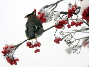 A Bohemian waxwing positions a mountain ash berry before swallowing on Dec. 18, 2013, in Anchorage, Alaska.