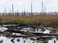 In this Wednesday, Sept. 13, 2017 photo, burned-out stumps of white cypress trees are reflected in the waters of the Great Dismal Swamp in Corapeake, N.C.