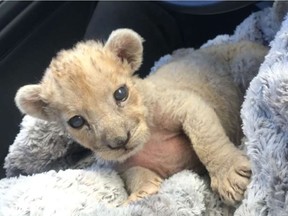 This image released on Friday, Oct. 26, 2018 by the Douane Francaise (French Customs) shows a female lion cub found in a garage in Marseille, southern France. Marseille's customs brigade found a small female lioness inside a cage on Wednesday weighing just "a few kilos." Experts say she's one to two months old and has not been weened. (Douane Francaise via AP) ORG XMIT: REB501