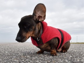 The left ear of dachshund Stromer flutters in the wind as he stands on a dike during stormy weather in Norddeich, northern Germany, Wednesday, Feb. 25, 2015.