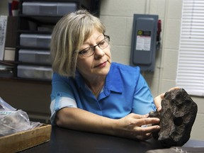 In this Sept. 14, 2018 photo provided by Central Michigan University, Monaliza Sirbescu, a geology faculty member in earth and atmospheric sciences shows off a 22-plus pound meteorite that was being used as a doorstop on a farm in Edmore, Mich. The iron and nickel meteorite is the sixth largest meteorite found in Michigan, according to the Smithsonian Museum and Central Michigan University. Owner David Mazurek said the meteorite came with a barn he bought in 1988 in Edmore. He says the farmer who sold him the property told him it landed in his backyard in the 1930s. (Mackenzie Brockman/Central Michigan University via AP) ORG XMIT: DT301