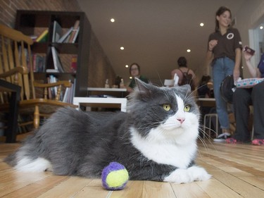 Having a ball at the Cat Cafe in Montreal.
