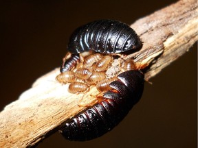 Like the Pacific Beetle cockroach, these roly poly cockroaches from Japan bear their young live. While common in mammals, viviparity in insects is rare.