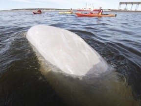 A beluga whale surfaces for air as whale watchers head out in kayaks on the Churchill River in Churchill, Man., Wednesday, July 4, 2018.