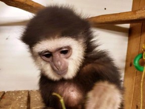 Agnes the gibbon is shown in this undated police handout photo. Police say a gibbon that was allegedly stolen from an Ontario zoo five months ago has been found in a home in Quebec. Ontario Provincial Police say the small ape was recovered by officers in Mascouche on Thursday.
