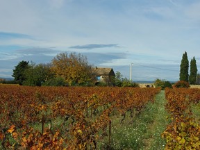 Southern France, especially the Rhône Valley, is replete with great grenache.