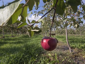 "No apple fell on Newton’s head, but the falling apple story seems to be otherwise correct, if we are to believe William Stukeley, who was a contemporary of Newton and one of his first biographers," Joe Schwarcz writes.