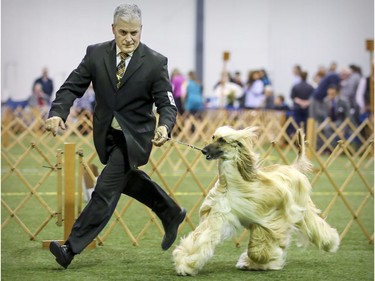 Jean-Pierre Roy runs Ginny, an Afghan hound, around the ring during a dog show at the Sportsplex in St-Lazare Nov. 3, 2018.