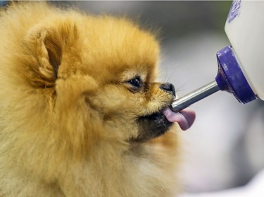 Landon, a Pomeranian, takes a drink from his owner Carrie Randle from Thunder Bay during a dog show at the Sportsplex in St-Lazare Nov. 3, 2018.