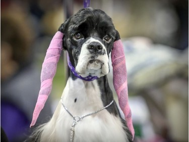Luna, an American cocker spaniel, has her ears wrapped to keep her hair straight while waiting to compete at a dog show at the Sportsplex in St-Lazare Nov. 3, 2018.