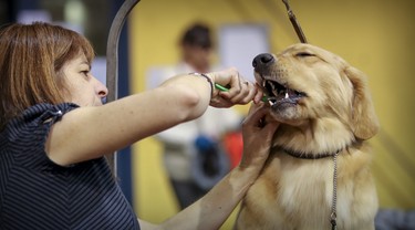 Nancy Landry brushes her Grand Champion Golden Retriever Syrah's teeth prior to competition at dog show at the Sportsplex in St-Lazare Nov. 3, 2018.