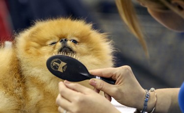 Landon, a Pomeranian, looks at his owner Carrie Randle from Thunder Bay, Ont., as she brushes his coat during dog show at the Sportsplex in St-Lazare Nov. 3, 2018.