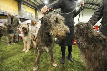 Angus, an Irish Wolfhound, waits with fellow competitors for his turn in the ring during dog show at the Sportsplex in St-Lazare Nov. 3, 2018.
