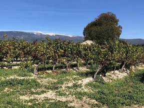 Mount Ventoux is a towering backdrop at Château Pesquié, which makes exceptional syrah and grenache blends.