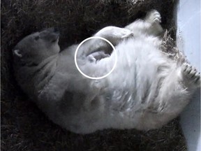 A polar-bear cub was born to Aisaqvak Nov. 27, 2018, at Zoo Sauvage de Saint-Felicien.