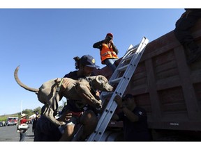 A Central American migrant, part of the caravan hoping to reach the U.S. border, carries his dog into a dump truck, on their way to Mazatlan, Mexico, Tuesday, Nov. 13, 2018. The U.S. government said it was starting work Tuesday to "harden" the border crossing from Tijuana, Mexico, to prepare for the arrival of a migrant caravan leapfrogging its way across western Mexico.