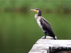 In this picture taken on November 13, 2018, a great cormorant rests at the Mai Po Nature Reserve in Hong Kong, a haven for thousands of migratory birds.