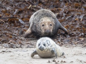 A female Grey Seal wriggles after her pup on the beach on the north Sea island of Helgoland, Germany, on December 14, 2016. As the mating season starts after female Grey Seals give birth, males usually compete by shows of strength against other males. Hundreds of Grey Seals use the island to give birth to their pups, usually between the months of November and January. The pups, after 3 weeks of nursing, are then left to fend for themselves.  This year has seen a record number of new pups, with 320 births recorded up to December 14.