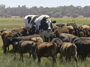In this image made from video taken Nov. 15, 2018, Knickers the steer, center back, is in paddock with cow herd in Lake Preston, Australia.  A enormous steer in the state of Western Australia has avoided the abattoirs by being too big.  The 194 centimeters-tall bovine, dubbed "Knickers", is believed to be the tallest in the country and weighs about 1.4 tons, local media reported.  (Channel 7's Today Tonight via AP) ORG XMIT: TKSK805