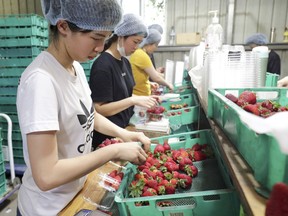 In this Nov. 5, 2018, file photo, workers sort and pack strawberries at the Chambers Flat Strawberry Farm in Chambers Flat, Queensland, Australia. A former strawberry farm worker appeared in an Australian court on Monday charged with planting sewing needles in the fruit, sparking a nationwide crisis which devastated the industry. (Tim Marsden/AAP Image via AP) ORG XMIT: BKWS303