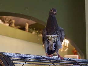 File-This Wednesday, Nov. 14, 2018, file photo shows a pigeon wearing a bedazzled vest in Peoria, Ariz. A pigeon that had flown the coop with only its bedazzled vest is nesting back home in Phoenix. The Arizona Republic reports Marlette Fernando and her husband were reunited Tuesday, Nov. 20, 2018, with their pet pigeon Olive. The bird was brought to Fallen Feathers bird rescue center in Peoria more than a week ago. Center director Jody Kieran says she knew the pigeon had to be someone's feathered friend when she saw the rhinestone-studded vest. (Angel Mendoza/The Arizona Republic via AP) ORG XMIT: AZPHP901