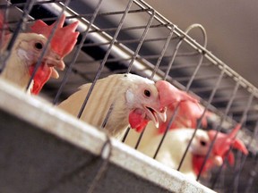 "When animals are kept indoors without adequate air circulation, ammonia can build up to toxic levels," writes Joe Schwarcz. "In commercial barns and poultry houses, the gas can have a negative impact on animal health and can irritate the lungs of workers."