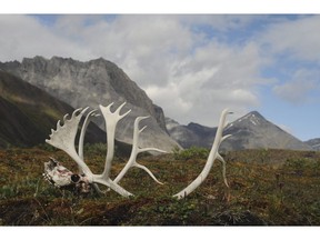 In this Aug. 1, 2014 photo provided by the National Park Service are male caribou antlers in the Oolah Valley, likely the result of a grizzly kill as he migrated south for the winter at the Arctic National Park and Preserve in Alaska.