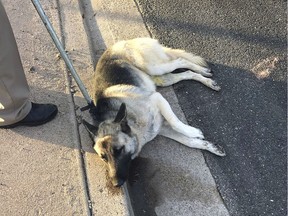 A dog that snarled traffic on two Phoenix freeways during the morning commute is shown after it was finally caught after snarling traffic for hours on two Phoenix freeways Tuesday, Nov. 20, 2018. It will be quarantined for 10 days after it bit a state trooper trying to grab its collar. Authorities say dispatchers got calls overnight about the dog being on at least one freeway and that efforts to remove it intensified during the commute when it began tying up traffic on State Routes 51 and 202. (Arizona Department of Public Safety via AP) ORG XMIT: LA201